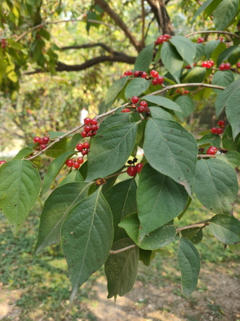 金银花果,有点甜 金银花果,有点甜